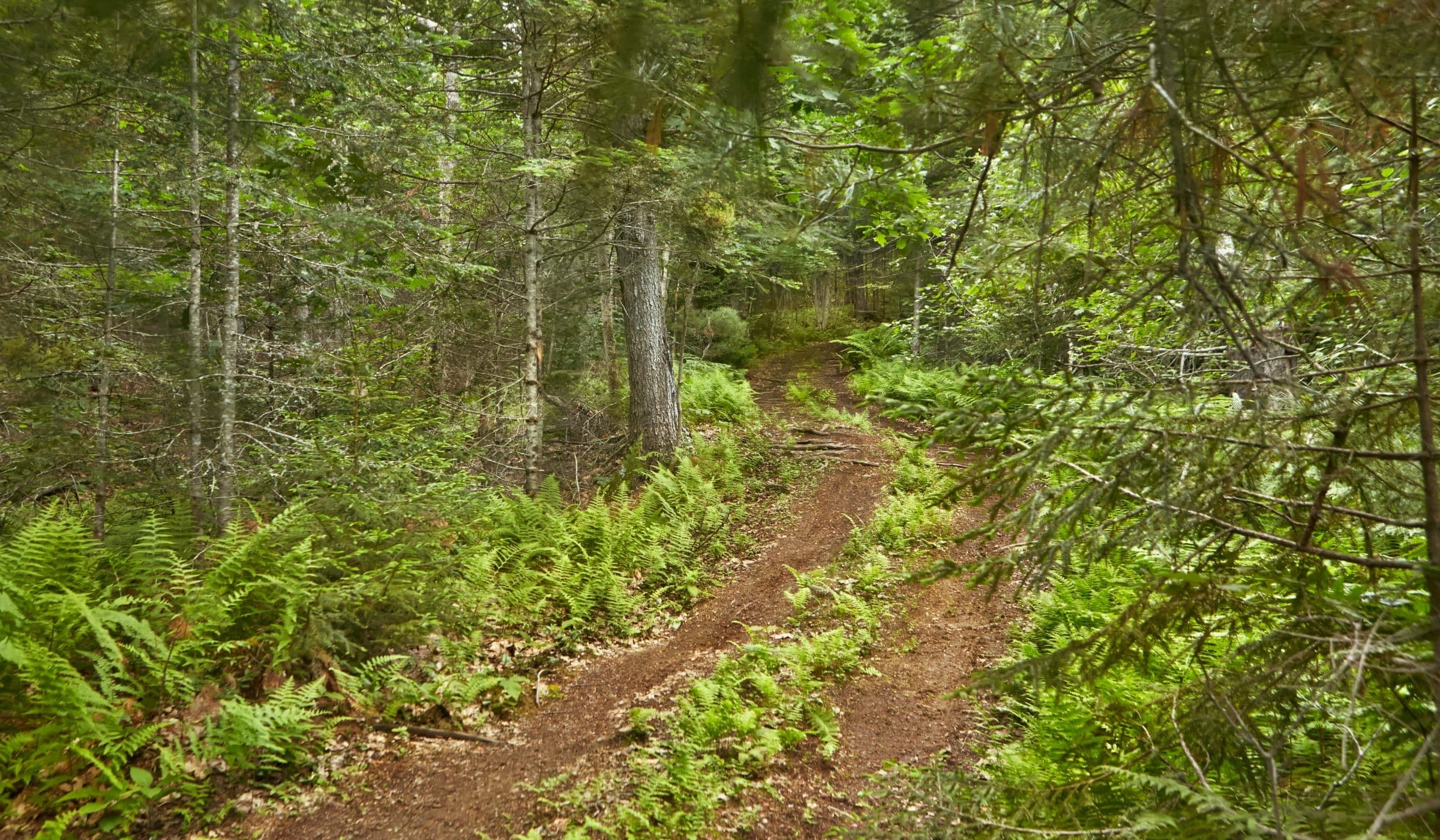 An empty trail through the pines and ferns.