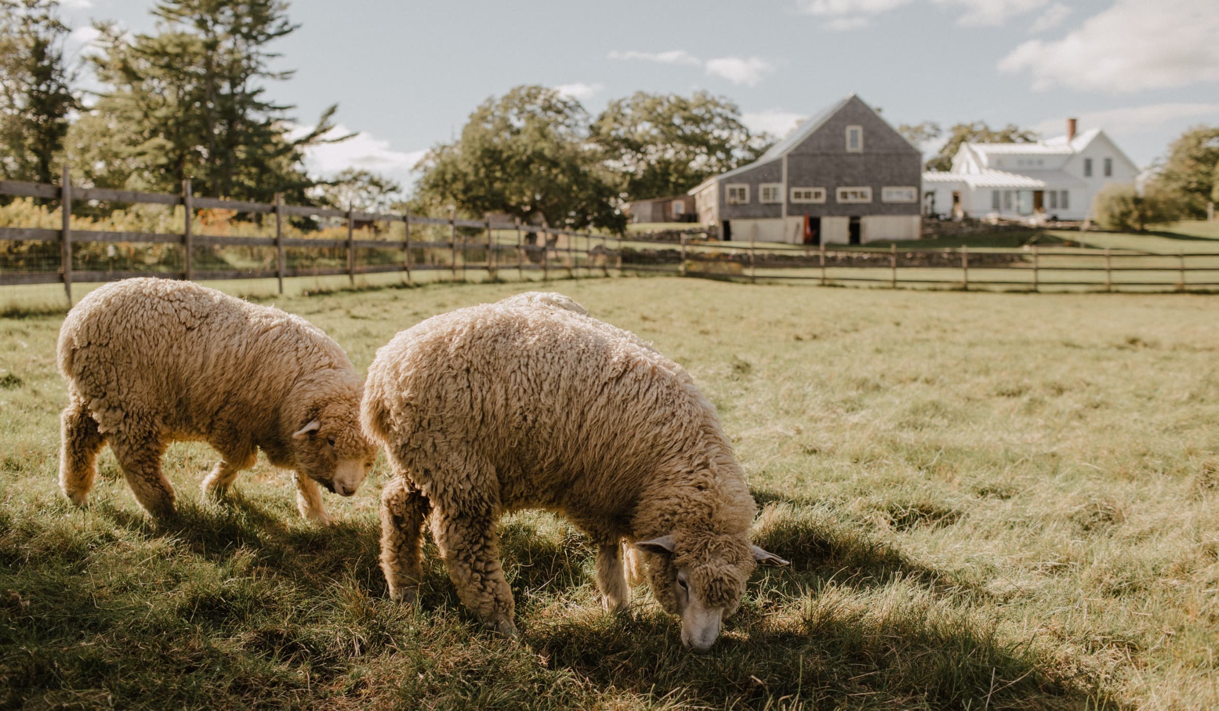 The flock grazing, the barn and fence line behind.